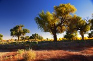 内蒙古额济纳胡杨林风景图片