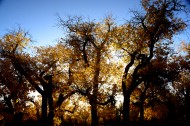 内蒙古额济纳胡杨林风景图片