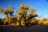 内蒙古额济纳胡杨林风景图片