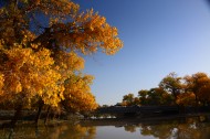 内蒙古额济纳胡杨林美丽风景图片大全