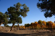 内蒙古额济纳胡杨林美丽风景图片大全
