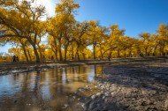 内蒙古额济纳胡杨林风景图片