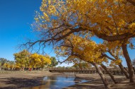 内蒙古额济纳胡杨林风景图片