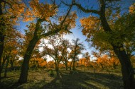内蒙古额济纳胡杨林风景图片