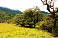 西藏林芝南伊沟风景图片