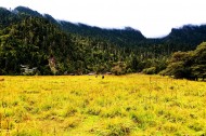 西藏林芝南伊沟风景图片