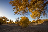 内蒙古额济纳胡杨林风景图片大全