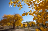 内蒙古额济纳胡杨林风景图片大全