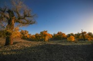 内蒙古额济纳胡杨林风景图片大全
