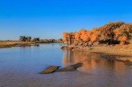 内蒙古额济纳胡杨林风景图片大全