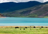 西藏羊卓雍措风景图片大全
