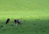 内蒙古乌兰布统草原风景图片大全