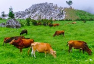 重庆千野草场风景图片大全