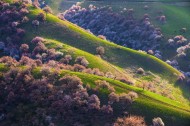 新疆新源野杏林风景图片大全