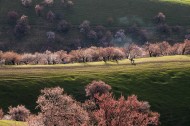 新疆新源野杏林风景图片大全