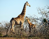高大的长颈鹿图片