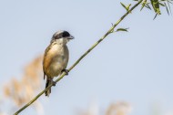 棕背伯劳鸟类图片