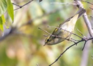 黄眉柳莺鸟类图片