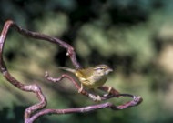 强脚树莺鸟类图片