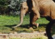 世界上最大的哺乳动物大象图片