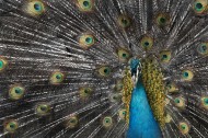 孔雀开屏图片