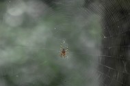 蜘蛛网高清图片大全