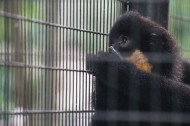 笼子里的猴子图片