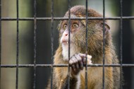 笼子里的猴子图片