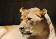动物园里的母狮子图片