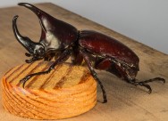 力量惊人的犀牛甲虫图片大全