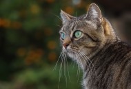 睁大双眼的小猫图片大全