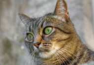 睁大双眼的小猫图片大全