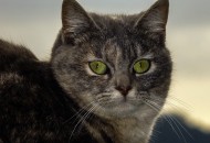 睁大双眼的小猫图片大全