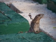 水中的海狮图片大全