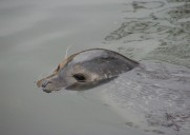水中的海狮图片大全