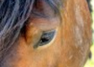 马的眼睛特写图片
