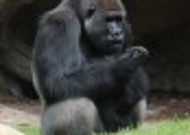 体型庞大的银背大猩猩图片