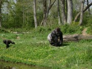 体型庞大的银背大猩猩图片