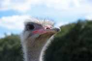 鸵鸟头部高清图片