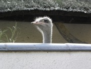 鸵鸟头部高清图片