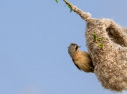 中华攀雀鸟类图片大全