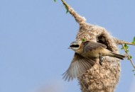 中华攀雀鸟类图片大全