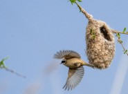 中华攀雀鸟类图片大全