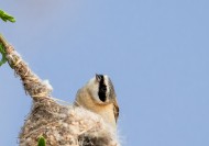 中华攀雀鸟类图片大全