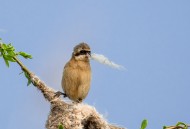 中华攀雀鸟类图片大全