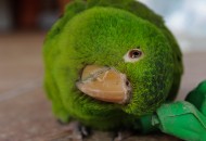 绿色的鹦鹉图片