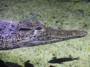 凶猛的鳄鱼图片