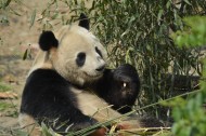 动物园里的国宝大熊猫图片