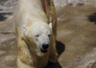 动物园中的北极熊图片