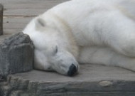 动物园中的北极熊图片